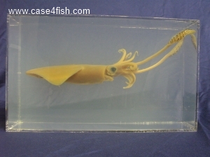 Foto Galerie/Cephalopoda/Loligo vulgaris/Loligo vulgaris_01_01_S.jpg
